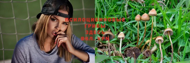 Галлюциногенные грибы Magic Shrooms  Ужур 